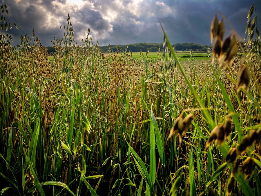 Eté en image : pluie, soleil et grillades